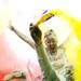 A concert after the Ypsilanti Color Run 5k on Saturday, May 11. Daniel Brenner I AnnArbor.com